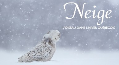 photo-Neige_oiseau_1